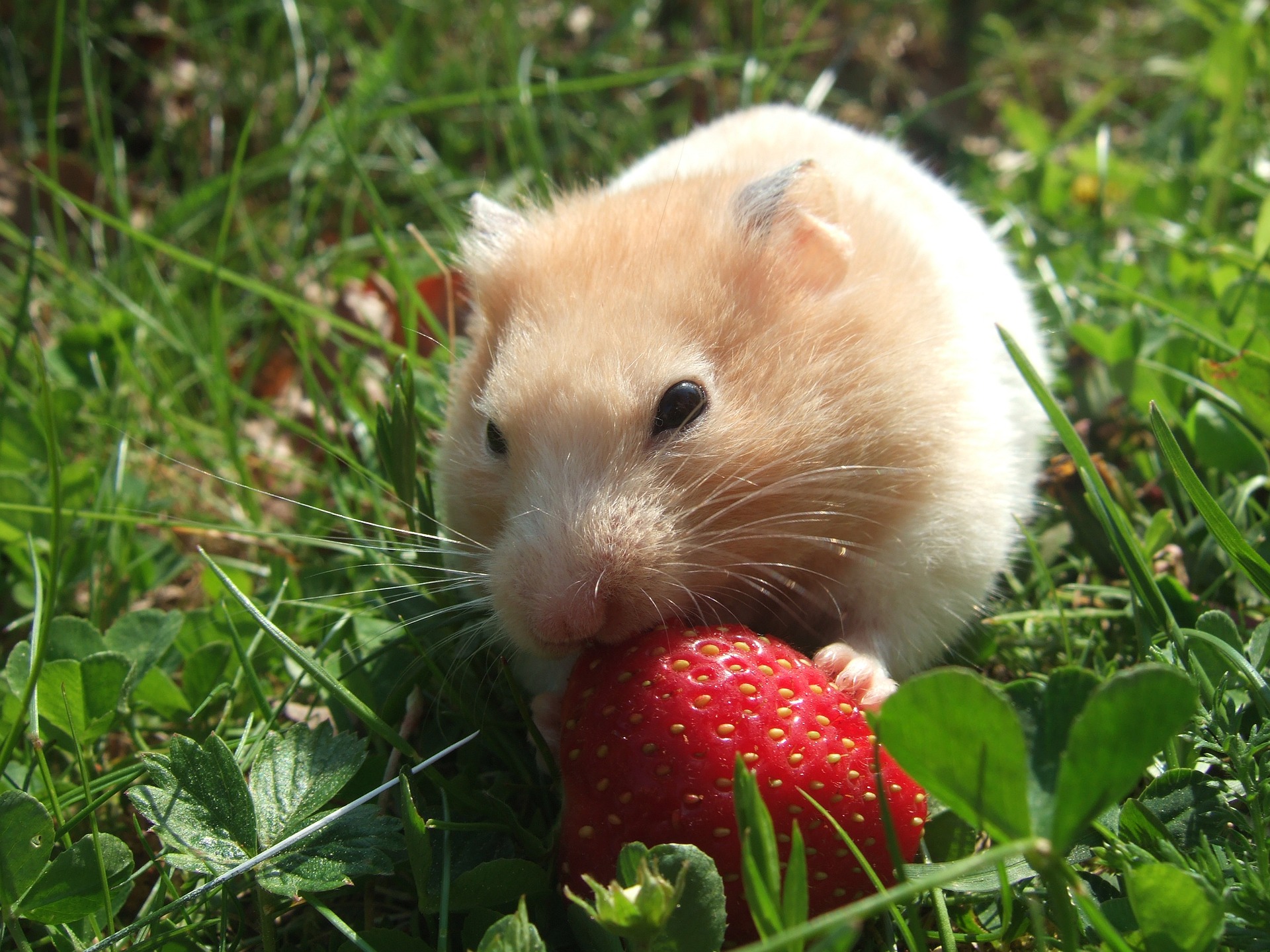 Darf ein Hamster Rasen essen? myhamster.de