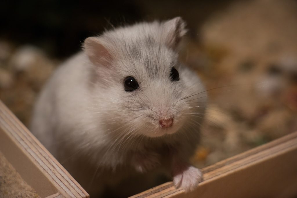 Hamster sitzt im Sandbad